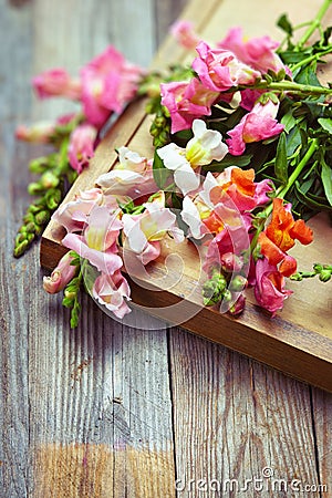 Bouquet of snapdragon (Antirrhinum majus) on vintage wooden boar Stock Photo