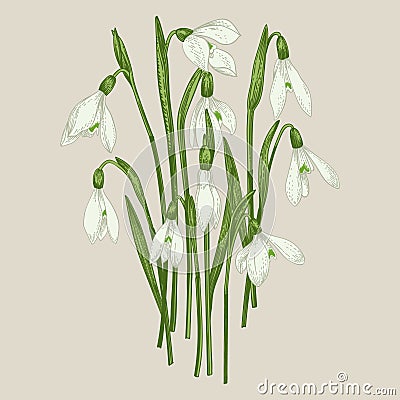 Bouquet of snowdrops. Vector Illustration