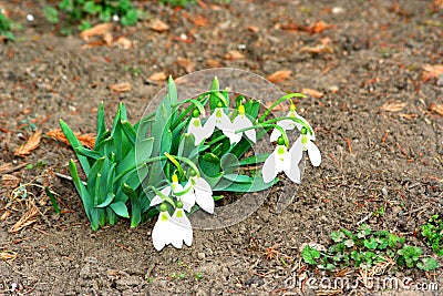 Bouquet of snowshoes photographed in the forest of Vorona. Stock Photo