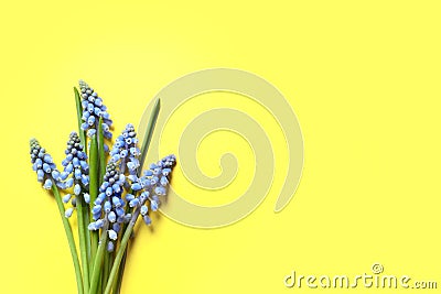 Bouquet of spring muscari flowers on color background, top view Stock Photo