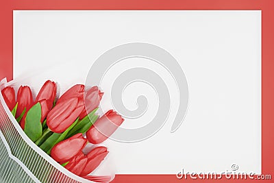 Bouquet of spring red tulips on white paper background. International women`s, Valentine, Mother`s day, 8 March, birthday Stock Photo