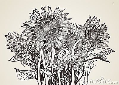 Bouquet of sunflowers Vector Illustration