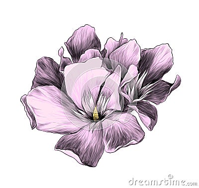 A bouquet of three flower buds called oleander Vector Illustration