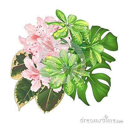 Bouquet with tropical flowers floral arrangement, with beautiful light pink rhododendron , Schefflera ,philodendron and ficus natu Vector Illustration