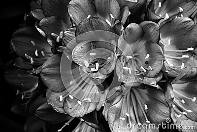 Bouquet of tropical orange and red flowers in black and white Stock Photo