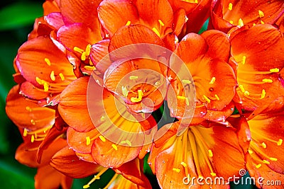 Bouquet of tropical orange and red flowers Stock Photo