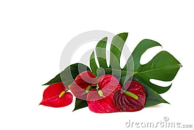 Bouquet of tropical red flowers as heart and leaves Anthurium tailflower, flamingo flower, laceleaf, leaf Monstera on a white Stock Photo