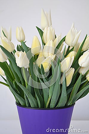 Bouquet with Tulip Snow Lady classic triumph white Stock Photo