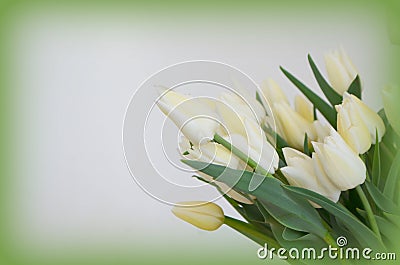 Bouquet with Tulip Snow Lady classic triumph white Stock Photo