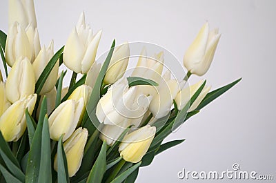 Bouquet with Tulip Snow Lady classic triumph white Stock Photo