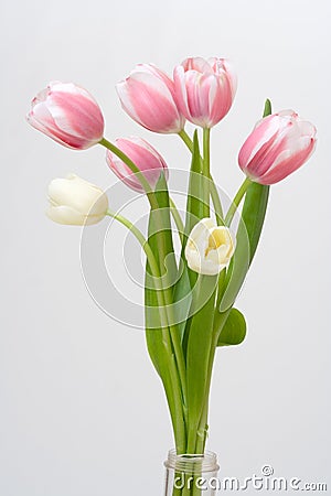 Bouquet Tulip on white background Stock Photo
