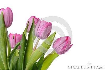 Bouquet of tulips Stock Photo