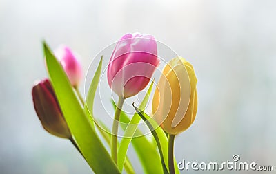 A bouquet of tulips Stock Photo