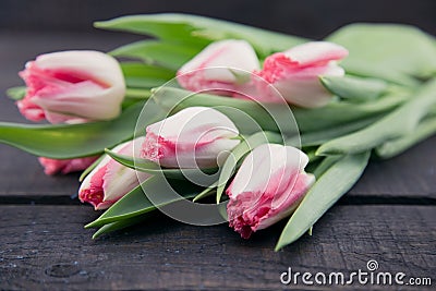 Bouquet of Tulips on dark rustic wooden background. Spring flowe Stock Photo