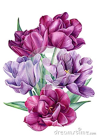 Bouquet tulips flowers on isolated white background, botanical painting. Watercolor illustration, floral design. Cartoon Illustration