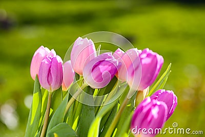 A bouquet of tulips on a garden table Stock Photo