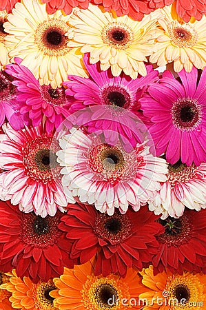 Bouquet with various beautiful flowers Stock Photo