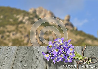 Bouquet violet on old wood boards Stock Photo