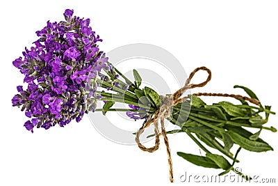 Bouquet of violet wild lavender flowers in dewdrops and tied wit Stock Photo