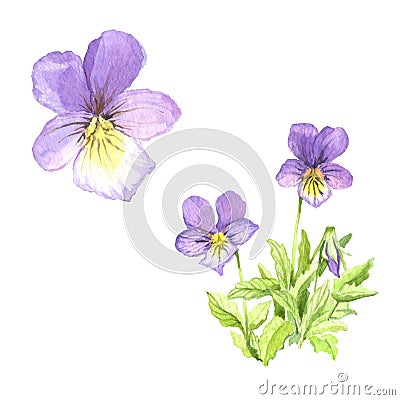 A bouquet of violets. Vector Illustration