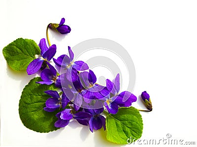 Bouquet of violets isolated on white background Stock Photo