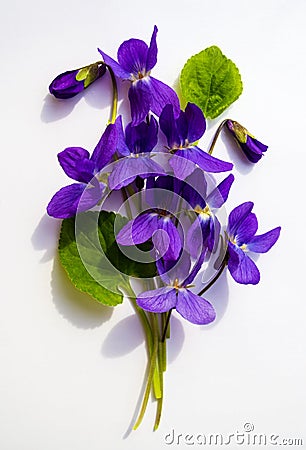 Bouquet of violets isolated on white background Stock Photo