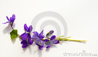 Bouquet of violets isolated on white background Stock Photo