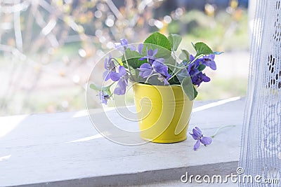 Bouquet of violets, spring flowers Stock Photo