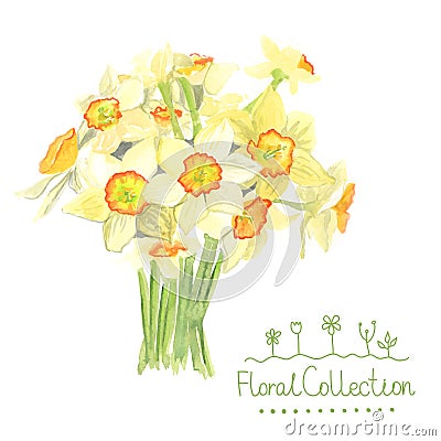 A bouquet of watercolor narcissus Vector Illustration