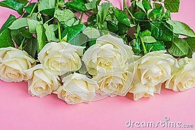 Bouquet of white blooming roses on pastel pink background. Romantic floral frame. Copy space Stock Photo