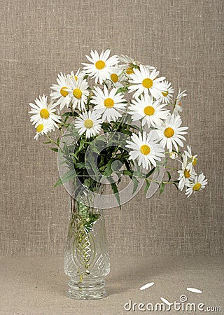 Bouquet with white camomiles Stock Photo