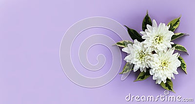 Bouquet of white chrysanthemums on a lilac background. A delicate festive floral arrangement. Stock Photo