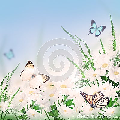 Bouquet of white daisies and a butterfly Stock Photo