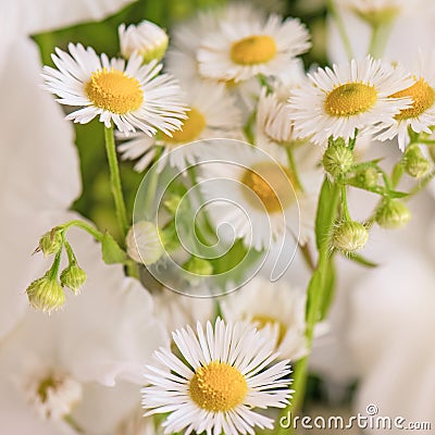 Bouquet of white gladioli. Whiteness delicate gladiolus flowers. Close-up, white background Stock Photo