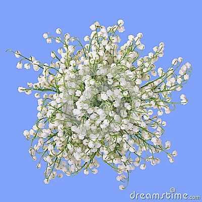 Bouquet of white fragrant lilies of the valley isolated on a blue background. Stock Photo