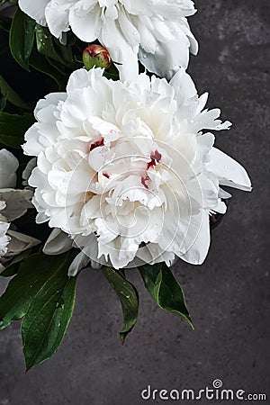 Bouquet of white peony flowers Stock Photo