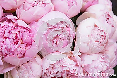 Bouquet of white pink peonies closeup, flowers background Stock Photo