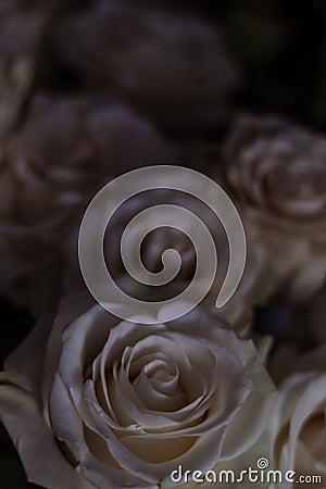 Bouquet of white roses on a light background. Gothic style. Spring bouquet, spring, love. Postcard, photo, macro photo Stock Photo