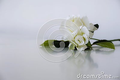 A bouquet of white roses is placed on a white background Stock Photo