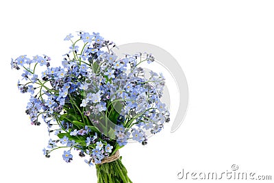 Bouquet of wild forget me not flowers. Bunch of blossom forget-me-not, myosotis flowers on white Stock Photo