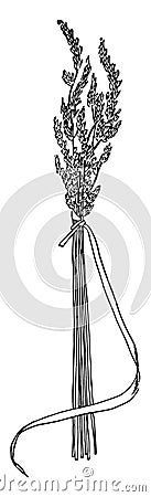 Bouquet of wild grasses with the root-end of you long-blade grass, vintage engraving Vector Illustration
