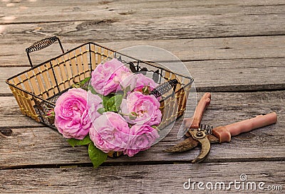 Bouquet of wild rose on basket next to the gardening shears Stock Photo
