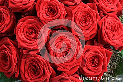 Bouquet of wonderful red Roses Stock Photo
