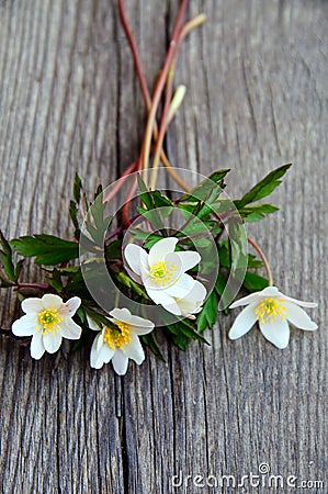 A bouquet of wood anemones Stock Photo