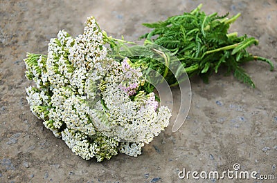 Bouquet of yarrow Stock Photo