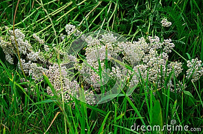 A bouquet of yarrow flowers lies on the grass Stock Photo