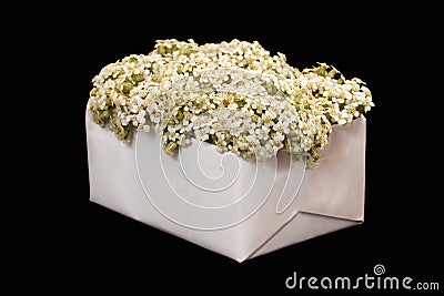 Bouquet from a yarrow in a white box on a black background Stock Photo