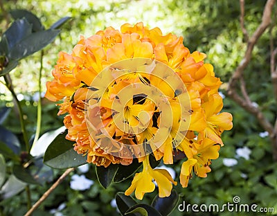 Bouquet of yellow Azalea flower Stock Photo