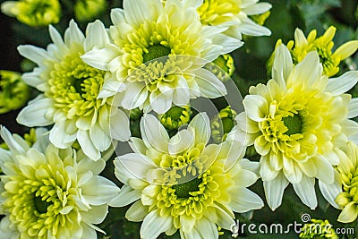 Bouquet of yellow chrysanthemums on a white background. Yellow flowers on a white background. Flowerpot of yellow chrysanthemums o Stock Photo