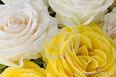 Bouquet of yellow and cream roses Stock Photo